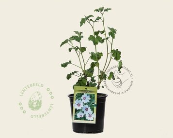 Lavatera 'Blushing Bride' image