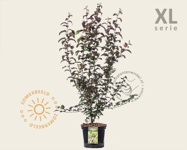 Malus toringo 'Scarlett' - XL