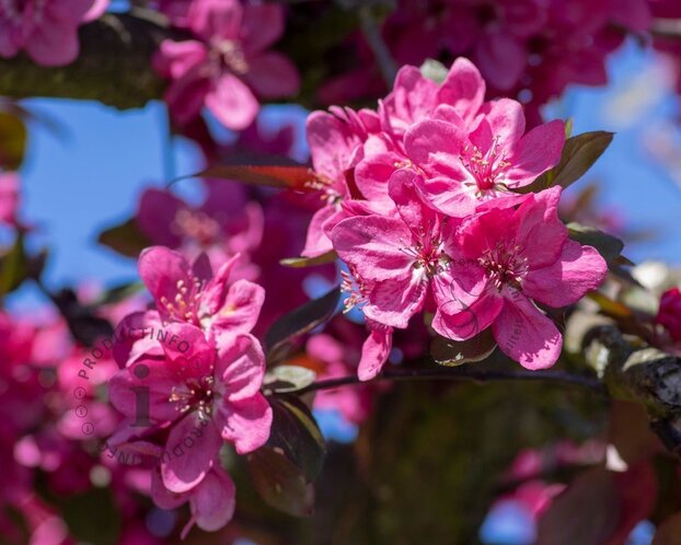 Malus toringo 'Scarlett' - XL