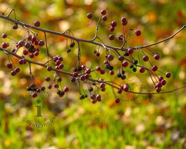 Malus toringo 'Scarlett' - XL