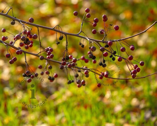 Malus toringo 'Scarlett' - XL