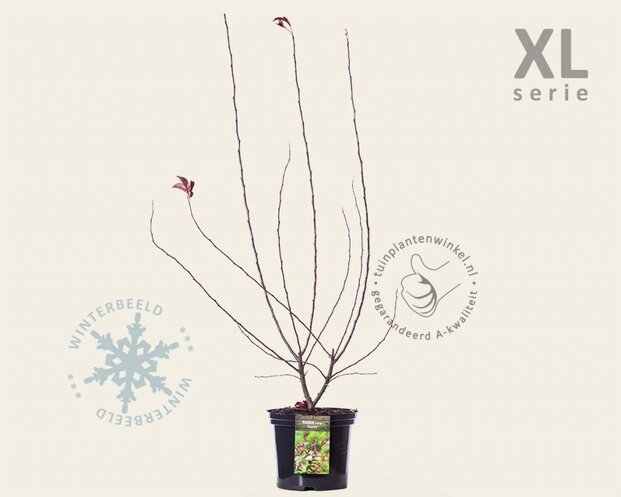 Malus toringo 'Scarlett' - XL