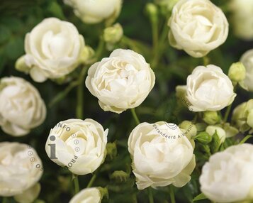 Rosa 'Snövit' image