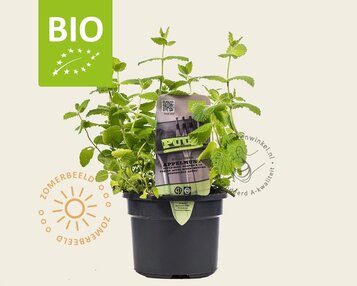 Mentha suaveolens 'Apfel' Puur image