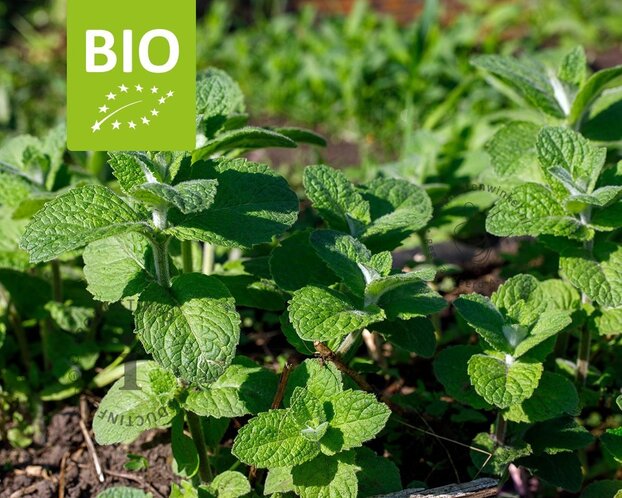 Mentha suaveolens 'Apfel' Puur