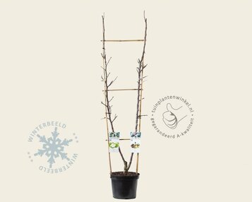 Malus DUO 'Bramley's Seedling' & 'Granny Smith' image