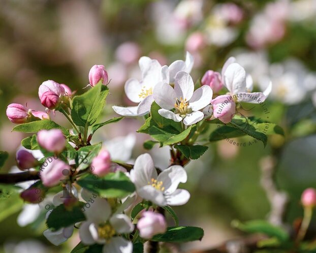 Malus DUO 'Bramsley Seedling' & 'Granny Smith'