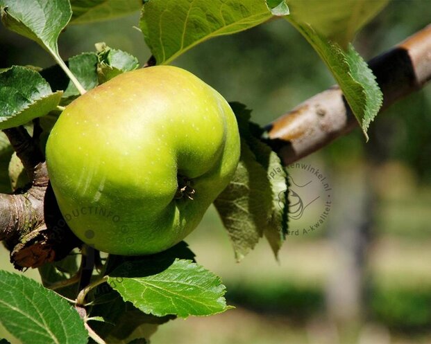 Malus DUO 'Bramsley Seedling' & 'Granny Smith'