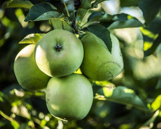 Malus DUO 'Bramsley Seedling' & 'Granny Smith'