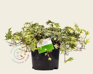Hedera helix 'Yellow Ripple' image