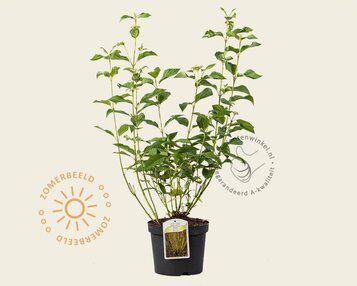 Cornus sericea (stolonifera) 'Flaviramea' image