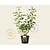 Cornus sericea (stolonifera) 'Flaviramea'