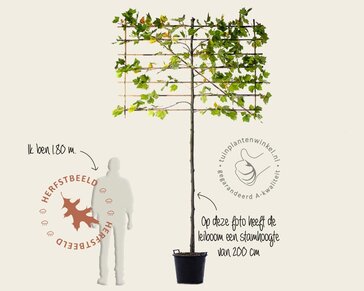 Lei-Plataan - Classic - pakket 5 stuks + EXTRA'S!