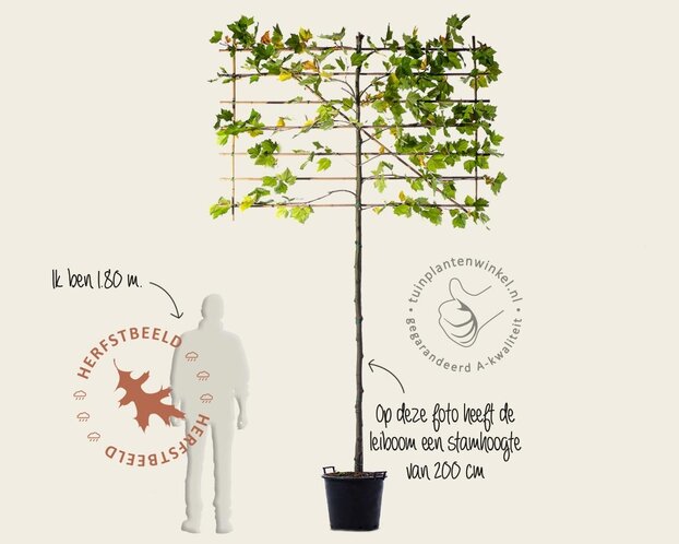 Lei-Plataan - Classic - pakket 5 stuks + EXTRA'S!