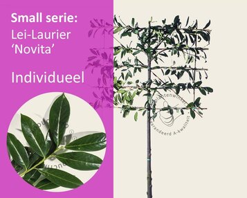 Prunus novita leiboom - Rek 120x90 cm image