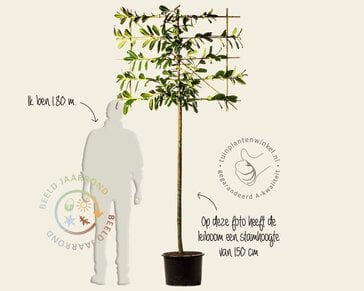 Lei-Laurier 'Novita' - Small - individueel geen extra's