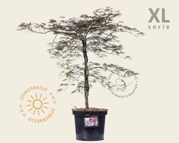 Acer palmatum 'Garnet' - XL image