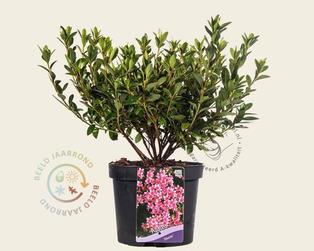Rhododendron Azalea 'Silvester'