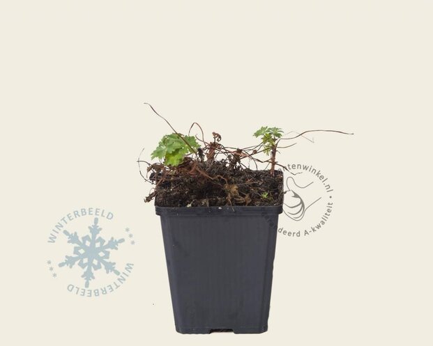 Geranium cantabrigiense 'Biokovo'