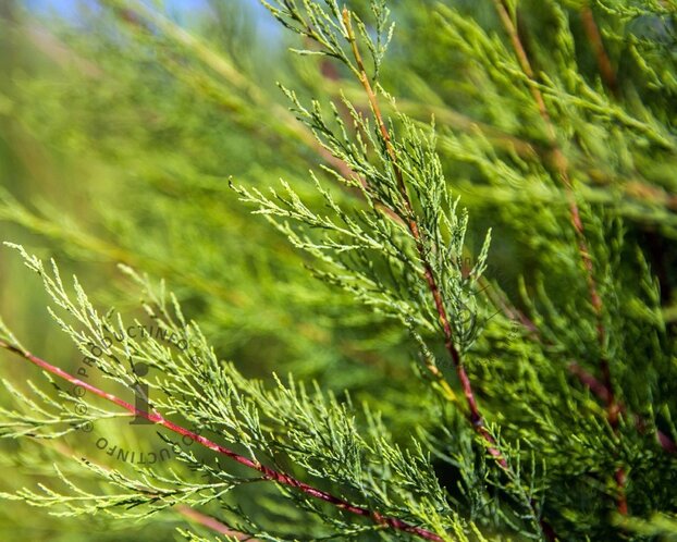 Juniperus communis 'Repanda'