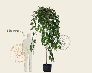 Morus alba 'Pendula' - 200 cm stam image