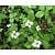 Cornus canadensis