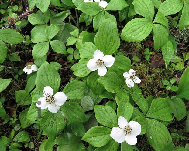 Cornus canadensis