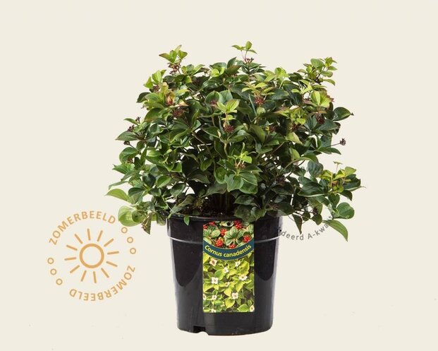 Cornus canadensis