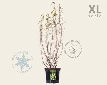 Clethra alnifolia 'Pink Spire' - XL