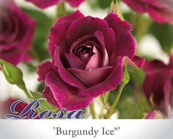 Rosa 'Burgundy Ice' image