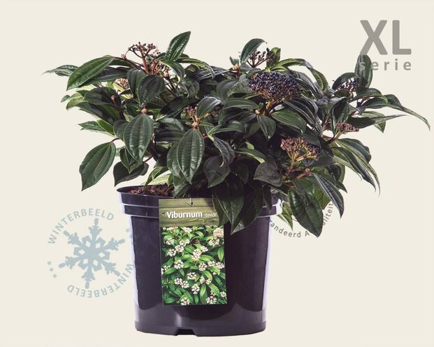 Viburnum davidii - XL