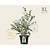 Vaccinium corymbosum - XL