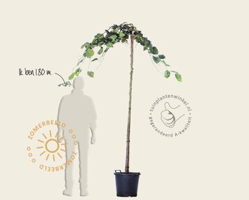 Ulmus 'Camperdownii' - 225 cm stam image