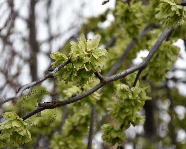 Ulmus 'Camperdownii' - 225 cm stam