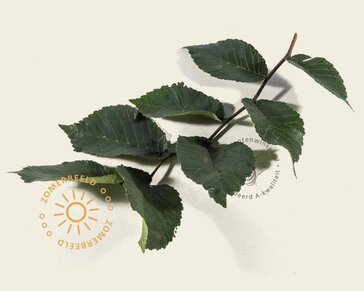 Ulmus 'Camperdownii' - 225 cm stam