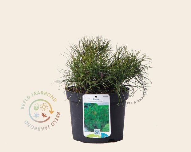 Pinus mugo var. mughus