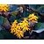 Ligularia dentata 'Othello'