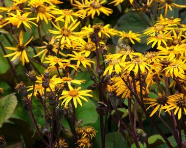 Ligularia dentata 'Othello'