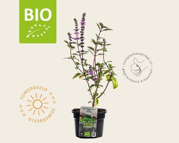 Ocimum basilicum 'Magic Blue' Puur