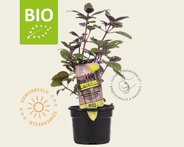 Ocimum basilicum 'Magic Blue' Puur