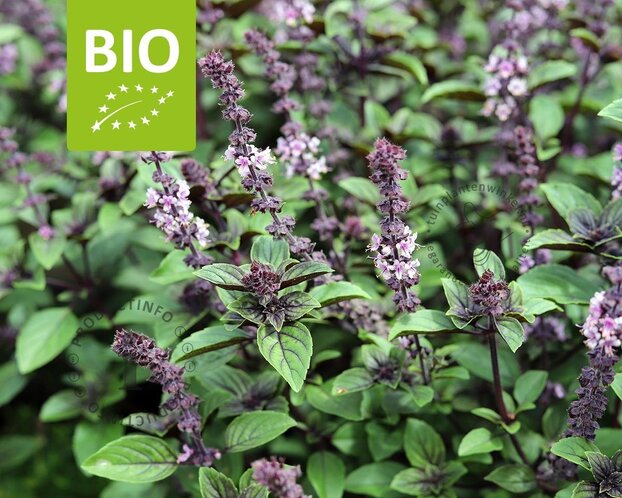 Ocimum basilicum 'Magic Blue' Puur