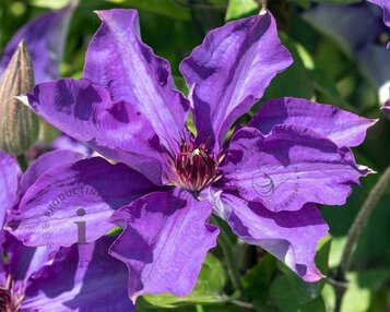 Clematis patens 'The President' image