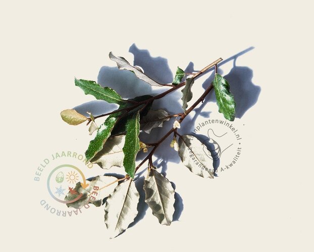 Lei-Olijfwilg - Basic - pakket 3 stuks + EXTRA'S!