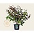 Viburnum plicatum 'Cascade'