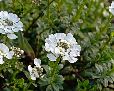 Iberis sempervirens