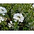 Iberis sempervirens