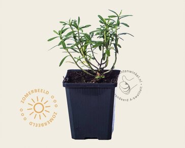 Iberis sempervirens