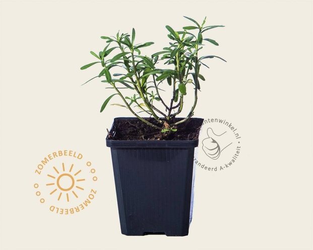 Iberis sempervirens