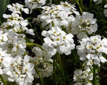 Iberis sempervirens