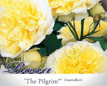 Rosa 'The Pilgrim' image